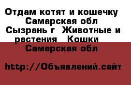 Отдам котят и кошечку - Самарская обл., Сызрань г. Животные и растения » Кошки   . Самарская обл.